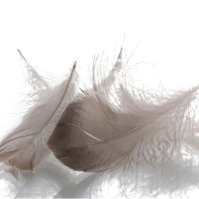 Preview: Enten- und Gänsefedern